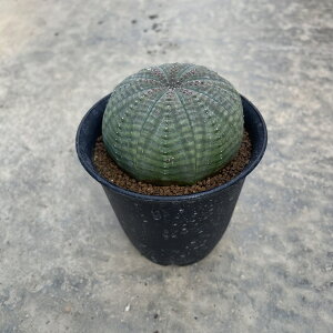 Euphorbia tHrA VgJ@Ǘ@t3 T{e A  A A i  CeA ϗtA O[ lC  v[g Mtg 