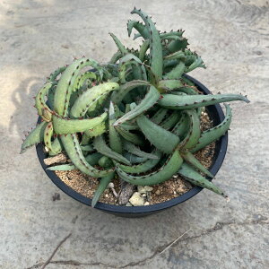 Aloe AG JXeBjAG Ǘ@t6 T{e A  A A i  CeA ϗtA O[ lC  v[g Mtg  V 