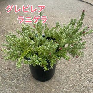 OrA@jQ 6 OrA jQ Β I[XgAA I[W[vc i`K[f bNK[f hCK[f  Vo[[t ϊ Ϗ 