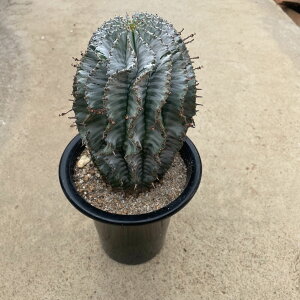 Euphorbia [tHrA IXgA[^ Ǘ@t4.5 T{e A  A A i  CeA ϗtA O[ lC  v[g Mtg 