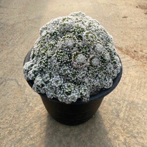 Mammillaria }~A Pt@ Ǘ@t3 T{e A  A A i  CeA ϗtA CeAO[ lC  v[g Mtg 