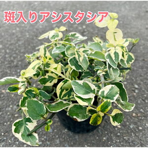 y3_ZbgIzAVX^VA 2.5|bgct A K[f VF[hK[f ΑN 񂹐A i`K[f ₳F̗t O[̍F Â 