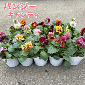 pW[ LeB 3|bgcԕc c AeB[N@t炫 AeB[NJ[ CJ[ iȉԐF 񂹐A H~ t܂Œ炭 Ԓdp K[fjO Â 