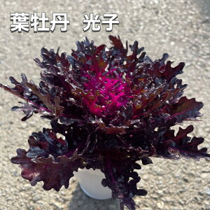 ytO qz򂠂tO 2.5|bgc tO t v~A  VbN lۂ 񂹐A c v t{^ H ~ t