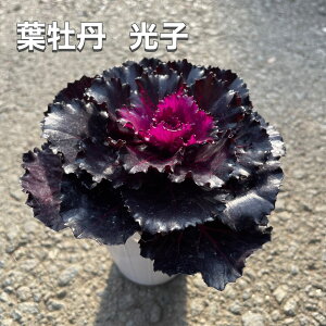 ytO qz򂠂tO 2.5|bgc tO t v~A  VbN lۂ 񂹐A c v t{^ H ~ t