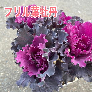 ttO ܂ 4{d 3|bgcp[v t t{^ n{^ tO 킢 񂹐A [X nLOoXPbg o}L Ԓd A ϊ c H ~ t NX}