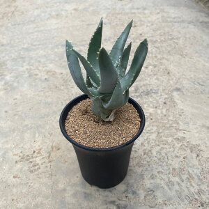 Aloe AG sV[ij Ǘ@t3 T{e A  A A i  CeA ϗtA O[ lC  v[g Mtg  V 