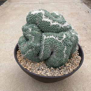Strombocactus Xg{JN^X eԉijLNXCebJ Ǘ@t7 T{e A  A A i  CeA ϗtA O[ lC  v