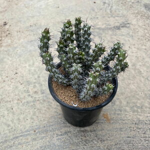 Euphorbia [tHrA Corniculata RjL[^ij Ǘ@t3 T{e A  A A i  CeA ϗtA O[ lC  v[