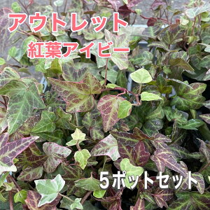 yAEgbg@󂠂zgtACr[ 5|bgZbg i͂C Gߌ ACr[ iwfj3|bgc ʏ퉿i22501500 J~\E| 񂹐A ~ gt OhJo[ 鐫