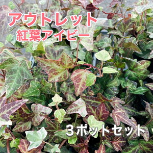 yAEgbg@󂠂zgtACr[ 3|bgZbg i͂C Gߌ ACr[ iwfj3|bgc ʏ퉿i14401050 J~\E| 񂹐A ~ gt OhJo[ 鐫