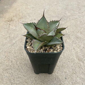 Agave Titanota black whales `^m^ ubNzG[Y Ǘ@t2.5 T{e A  A A i  CeA ϗtA O[ lC  v[g Mt