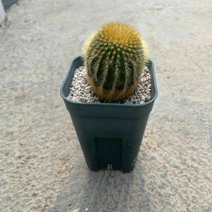 Uebelmannia ���[�x���}�j�A �G���I�J�N�g�C�f�X �Ǘ����@�t��2.5���� �T�{�e�� �����A�� �� ����A�� ���A ���i ������ �C���e���A �ϗt�A�� �O���[�� �l�C ���������� �v���[���g �M�t�g ��