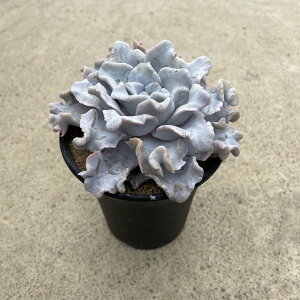 Echeveria Crispate beauty �G�P�x���A �N���X�y�[�g�r���[�e�B�[�@�Ǘ����@�t��3���� �T�{�e�� �����A�� �� ����A�� ���A ���i ������ �C���e���A �ϗt�A�� �O���[�� �l�C ���������� �v���[��