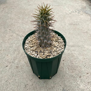 Pachypodium ambongense �p�L�|�f�B�E�� �A���{���Q���Z�@�Ǘ����@�t��4���� �T�{�e�� �����A�� �� ����A�� ���A ���i ������ �C���e���A �ϗt�A�� �O���[�� �l�C ���������� �v���[���g �M�g ��