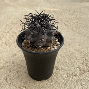 Copiapoa �R�s�A�|�A �O���Z�I�r�I���Z�A�i�����j �Ǘ����@�t��3���� �T�{�e�� �����A�� �� ����A�� ���A ���i ������ �C���e���A �ϗt�A�� �O���[�� �l�C ���������� �v���[���g �M�t�g ��