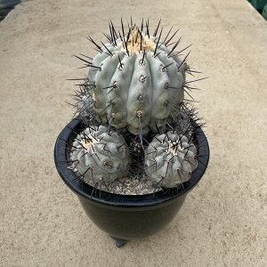 Copiapoa �R�s�A�|�A �����ہi�����j �Ǘ����@�t��5���� �T�{�e�� �����A�� �� ����A�� ���A ���i ������ �C���e���A �ϗt�A�� �O���[�� �l�C ���������� �v���[���g �M�t�g �������