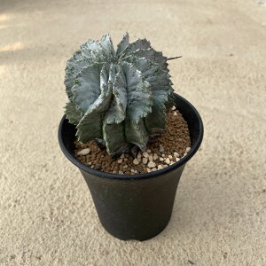Euphorbia ���[�t�H���r�A �����A���o 3.5g���� �Ǘ����@�t������A�� �����A�� ���i ������ �C���e���A �ϗt�A�� �O���[�� �v���[���g �M�t�g ������� �V���� �����z�� �V�z�j