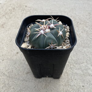 Echinocactus �G�L�m�J�N�^�X ���h������ ����Ƃ������ւ��܂� 3���� �Ǘ����@�t�� �T�{�e�� �����A�� �� ����A�� ���A ���i ������ �C���e���A �ϗt�A�� �O���[�� �l�C ���������� �v���[��