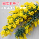 【国産ミモザ】 40〜50cm 3本 ミモザ 生花 花束 切り花 アカシア 春限定 送料無料 ミモザの日 プレゼント ギフト 3月8日 国際女性デー 卒業 送別 ひな祭り スワッグ