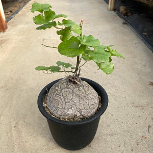 Dioscorea�f�B�A�X�R���A�T�b���L�b�R�E�����E �Ǘ����@�t��4���� �򍪐A�� �����A�� �� ����A�� ������ �R���N�V���� �C���e���A�O���[�� �ϗt�A�� �v���[���g �M�t�g �������