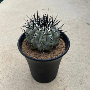 Copiapoa �R�s�A�|�A �����ہ@�z���_(�����j 3.5���� �Ǘ����@�t�� �T�{�e�� �򍪐A�� �����A�� �� ����A�� �R���N�V���� �C���e���A�O���[�� �ϗt�A�� �v���[���g �M�t�g �������