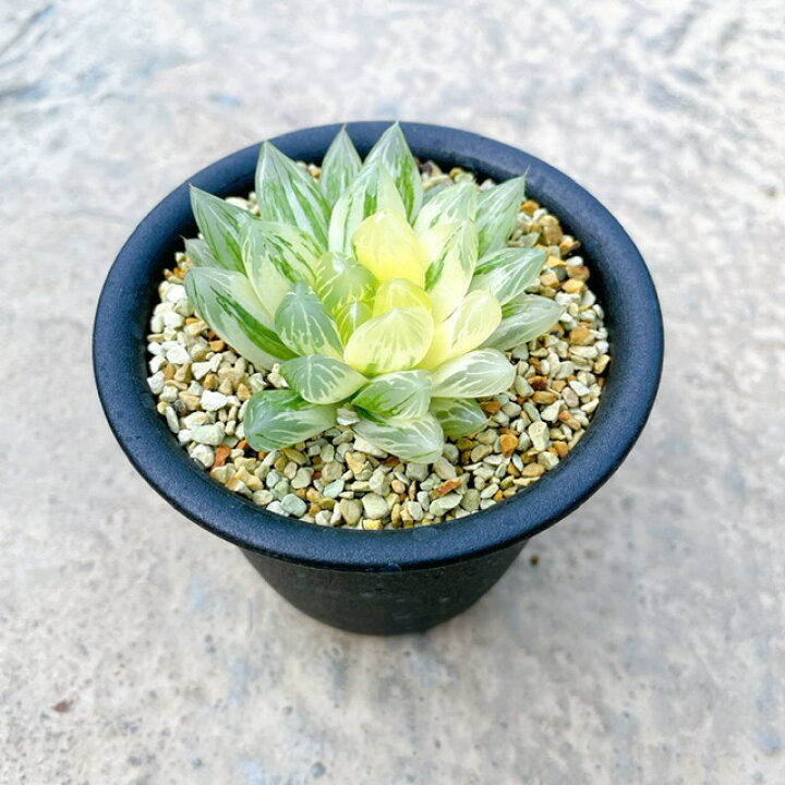 楽天市場 ハオルチア 京の花火 送料無料 3号鉢 サボテン 多肉植物 希少 珍奇植物 レア 珍品 珍しい インテリア 観葉植物 グリーン 人気 おうち時間 プレゼント ギフト おしゃれ 花のまちころぼっくる