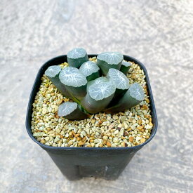 楽天市場 希少 多肉植物の通販