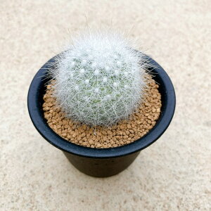 観葉植物 3号 サボテン 観葉植物の人気商品 通販 価格比較 価格 Com
