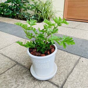 ハーブ 寄せ植え 鉢 生花の人気商品 通販 価格比較 価格 Com