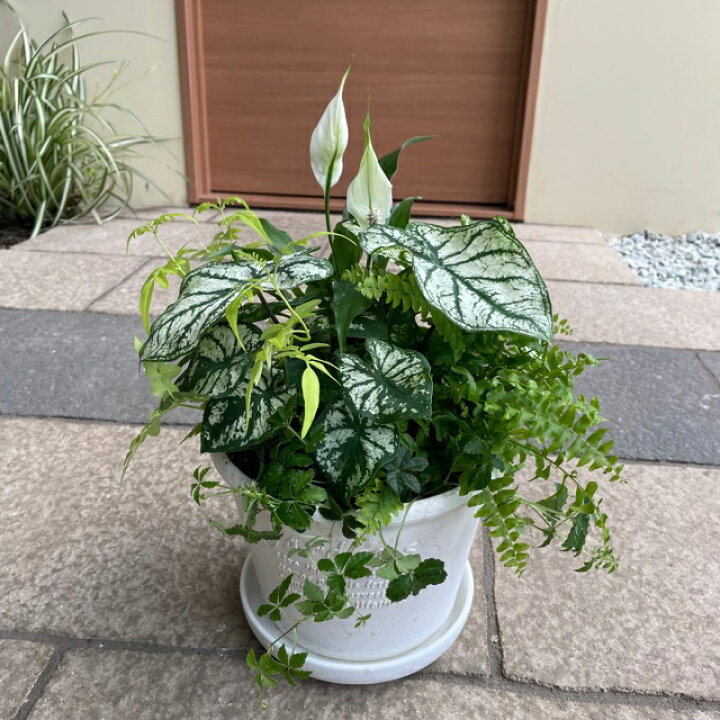 楽天市場 観葉植物の寄せ植え 受け皿付き 季節の観葉植物の寄せ植え 誕生日 ガーデン プレゼント 贈り物 ギフト セット 苗 おしゃれな寄せ植え 鉢植え 夏 玄関 鉢植え 鉢 観葉植物 花のまちころぼっくる