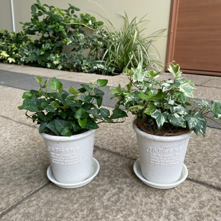 楽天市場 選べるアイビーで運気アップ 鉢小さ目風水効果 おしゃれ ギフト 観葉植物ヘデラ 受皿付き 選べる苗 インテリア 花のまちころぼっくる