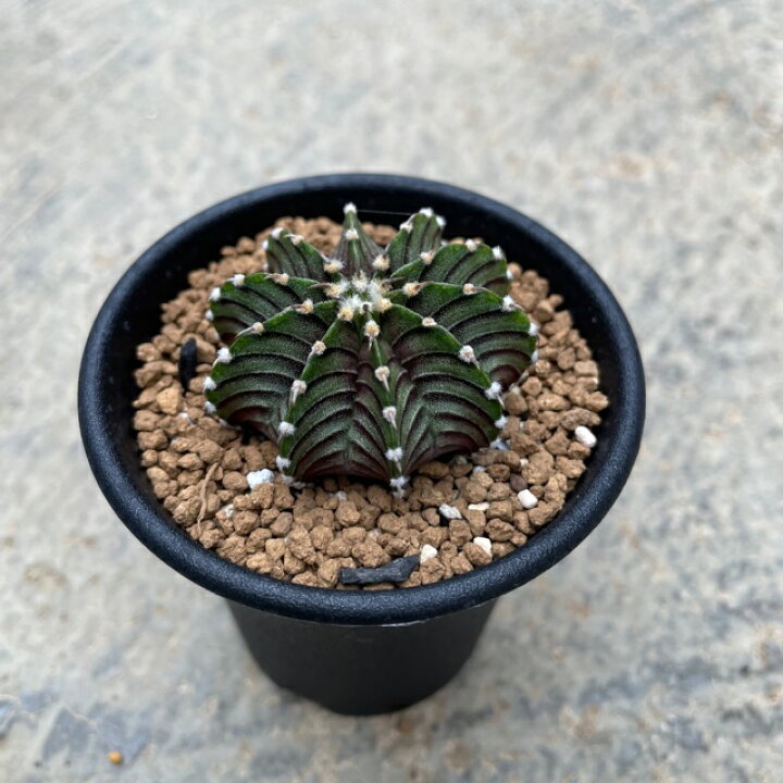 楽天市場 Cymnocalycium 純系 2 5号 サボテン 多肉植物 希少 珍奇植物 レア 珍品 珍しい インテリア 観葉植物 グリーン 人気 おうち時間 プレゼント ギフト おしゃれ 花のまちころぼっくる