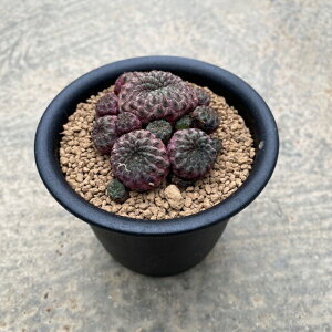 多肉植物 赤 観葉植物の人気商品 通販 価格比較 価格 Com 多肉植物 赤 観葉植物の人気商品 通販 価格比較 価格 Com
