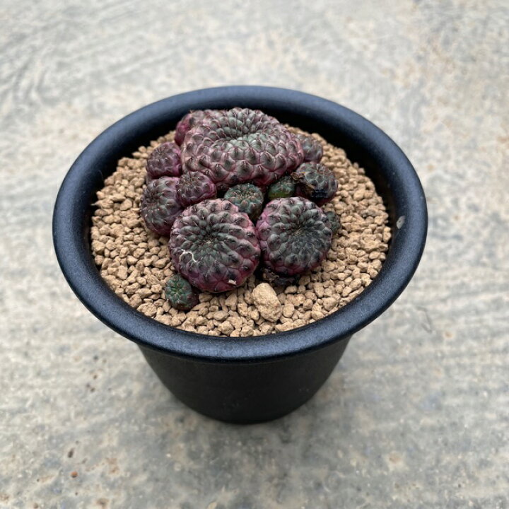 楽天市場 Sulcorebutia 特赤ラウシー ３号鉢 サボテン 多肉植物 希少 珍奇植物 レア 珍品 珍しい インテリア 観葉植物 グリーン 人気 おうち時間 プレゼント ギフト おしゃれ 花のまちころぼっくる