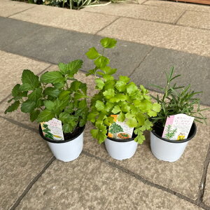 y߃n[uc3ZbgzXpCXn[u A}  bNX K[fjO Hp p |  񂹐A Ԃy ԕc Zbg ͔| ƒ؉ V Vzj z