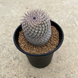 【Mammillaria ペデスデラローサエ 直刺】2.5号鉢 サボテン 多肉植物 希少 珍奇植物 レア