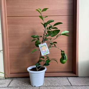 苗 レモン 苗 観葉植物の人気商品 通販 価格比較 価格 Com