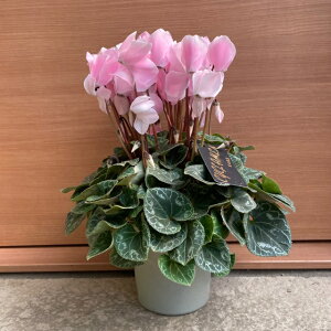 yzVN s[` 5Ε NX}X Mtg v[g