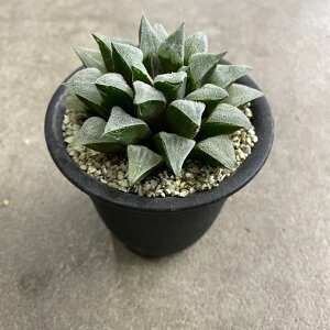 珍しい 多肉植物の人気商品 通販 価格比較 価格 Com 珍しい 多肉植物の人気商品 通販 価格比較 価格 Com