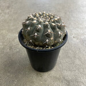 珍しい サボテン 観葉植物の人気商品 通販 価格比較 価格 Com 珍しい サボテン 観葉植物の人気商品 通販 価格比較 価格 Com