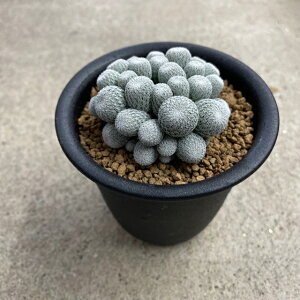 珍しい サボテン 観葉植物の人気商品 通販 価格比較 価格 Com 珍しい サボテン 観葉植物の人気商品 通販 価格比較 価格 Com