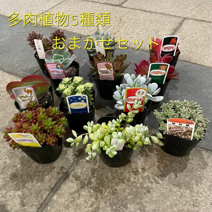 楽天市場 多肉植物おまかせ5種セット 多肉植物 ガーデニング 園芸 寄せ植えおうち時間を楽しもう グリーンインテリア サボテン 観葉植物 おまかせセット ポット苗 花のまちころぼっくる