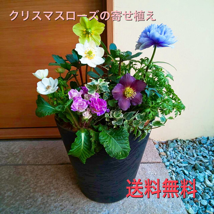楽天市場 送料無料 クリスマスローズ寄せ植え クリスマスローズ 寄せ植え ギフト プレゼント 贈り物 ガーデン 誕生日 鉢植え セット おしゃれな 寄せ植え 季節の花 宿根草 冬の花 大人の寄せ植え 花のまちころぼっくる