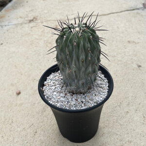 珍しい サボテン 観葉植物の人気商品 通販 価格比較 価格 Com 珍しい サボテン 観葉植物の人気商品 通販 価格比較 価格 Com