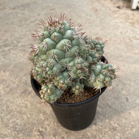 【Ortegocactus オクテゴカクタス マクドガリー（実）】2.5号鉢 サボテン 多肉植物 希少 珍奇植物 レア 珍品 珍しい インテリア 観葉植物 グリーン 人気 おうち時間 プレゼント ギフト おしゃれ