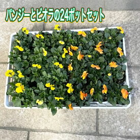 【送料無料】【お得なパンジーとビオラの24ポットセット】選べる花色 3色 季節の花 花苗 花壇 寄せ植え 庭植え カラフル 丈夫 長く楽しめる プランター植え 秋から春 ガーデニング ケース売り 一年草 耐寒性 パンジー ビオラ