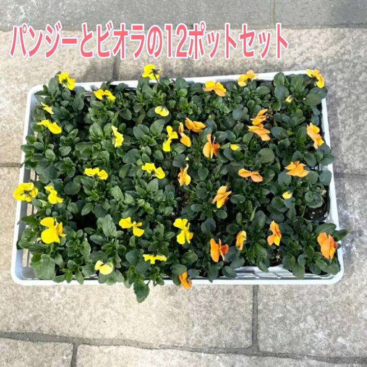 楽天市場 送料無料 お得なパンジーとビオラの12ポットセット 選べる花色 3色 季節の花 花苗 花壇 寄せ植え 庭植え カラフル 丈夫 長く楽しめる プランター植え 秋から春 ガーデニング ケース売り 一年草 耐寒性 パンジー ビオラ 花のまちころぼっくる