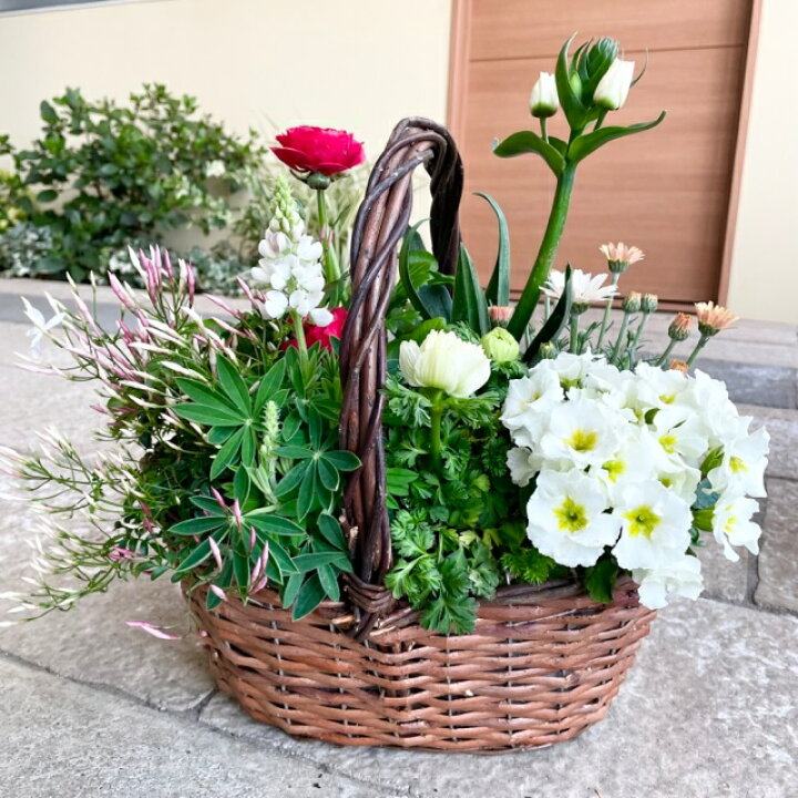 花いっぱいの寄せ植え 季節の寄せ植え 鉢植え ギフト かわいい 苗 寄せ植え プレゼント 華やか おしゃれ 花いっぱいの寄せ植え 季節の寄せ植え 鉢植え ギフト かわいい 苗 寄せ植え プレゼント 華やか おしゃれ