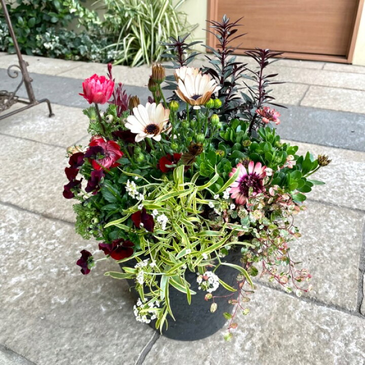 市場 花いっぱいの寄せ植え ギフト 季節の寄せ植え おしゃれ 寄せ植え プレゼント 苗 華やか 鉢植え かわいい